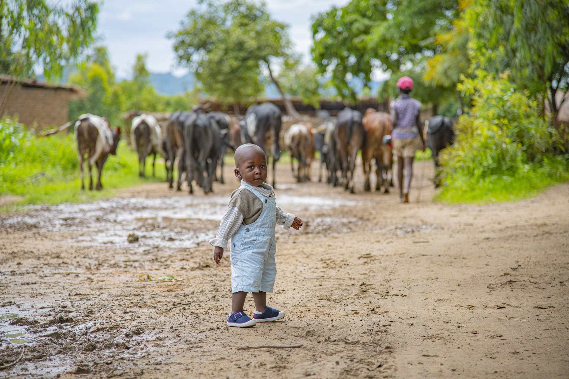 On Compassion registration day, a toddler in Malawi stands on a path, with a group of cattle walking away behind him.