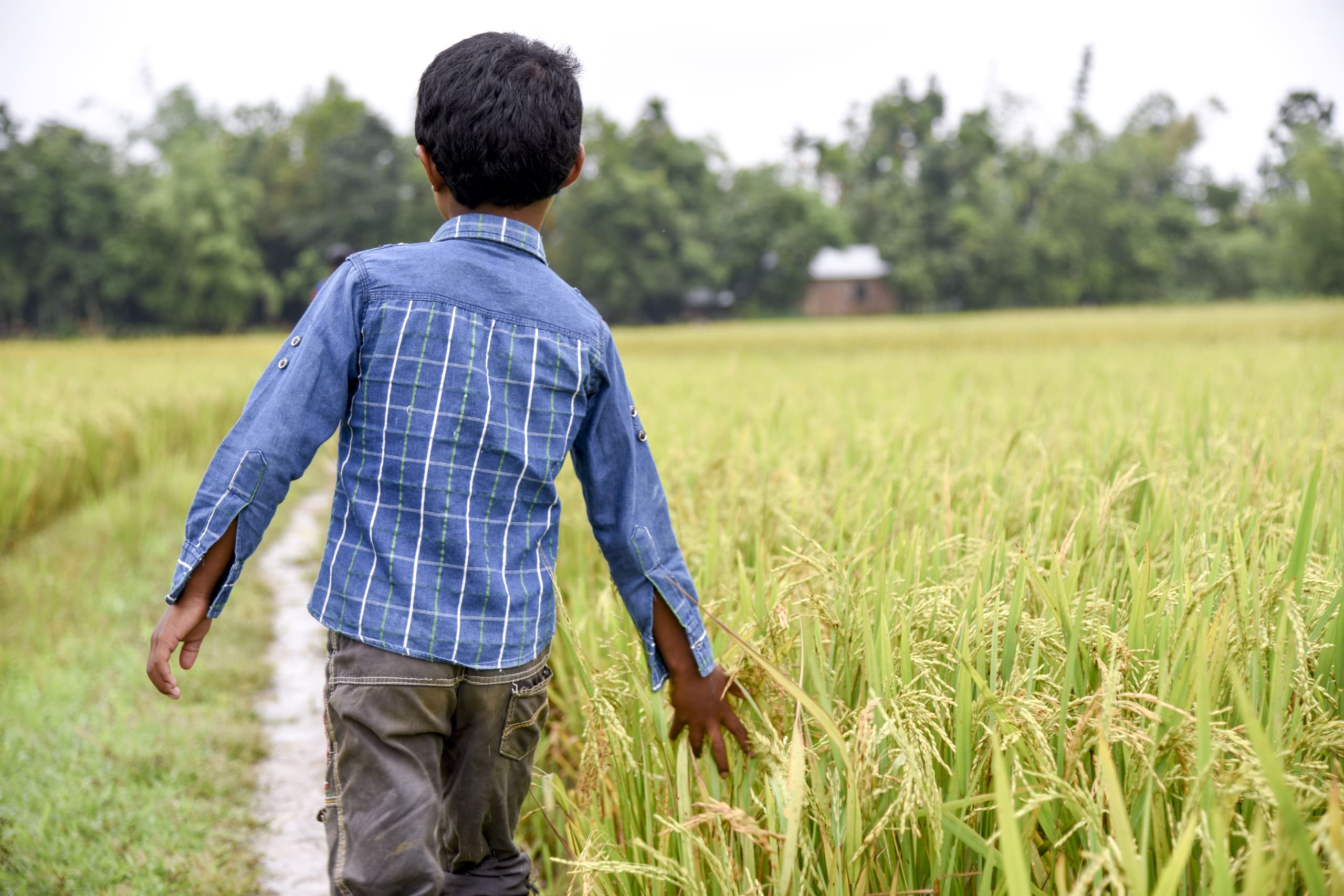 A little boy in plaid walks down a path. He is running his hand through tall grass.