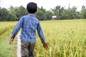 A little boy in plaid walks down a path. He is running his hand through tall grass.