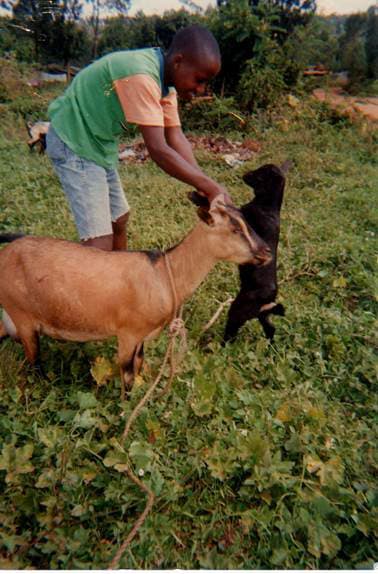 A middle aged boy helps stands with a goat in a feild.