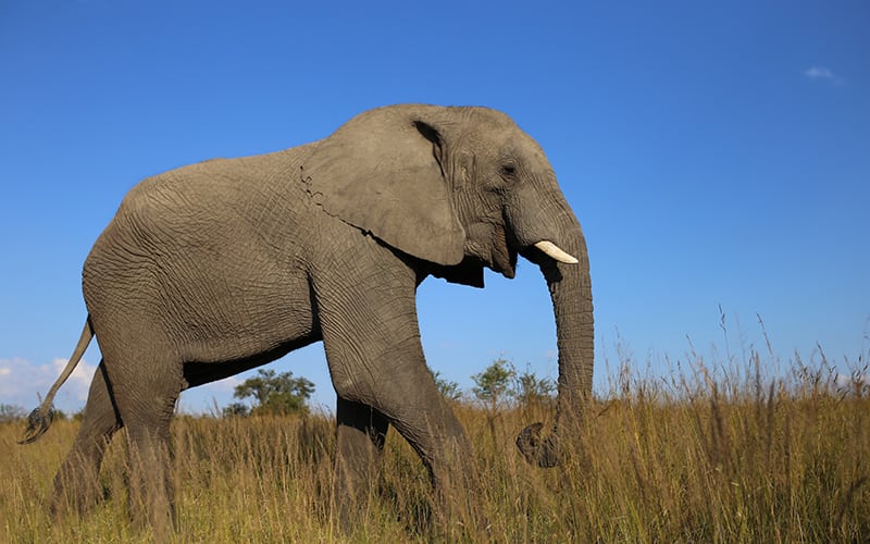 A picture of a large elephant, one of the world's most dangerous animals.