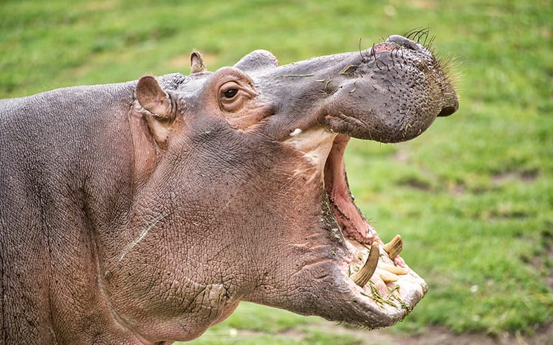 A close up picture of a hippo with its mouth wide open. It's one of the world's most dangerous animals.
