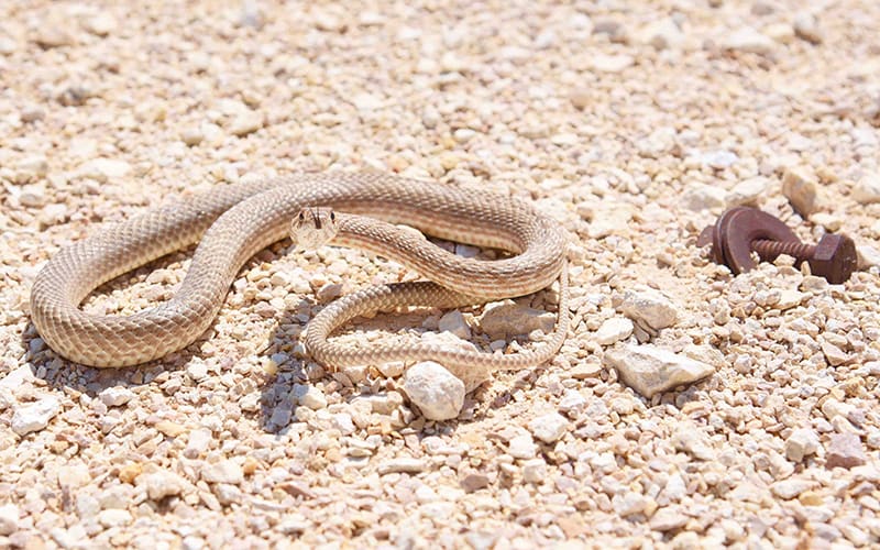 A close-up of a snake on rocks. It is a light brown colour. It's one of the world's most dangerous animals.