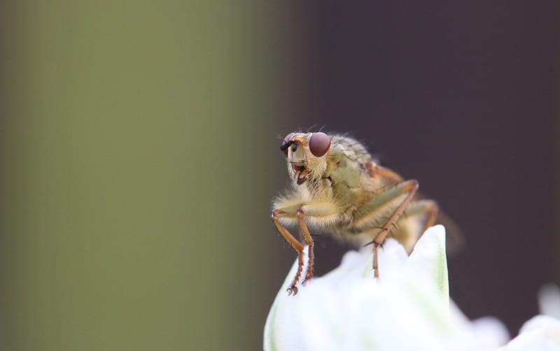A close-up picture of the tsetse fly.
