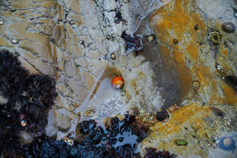 Freshwater snail underwater on a rock.