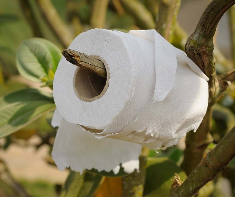 A roll of toilet paper hangs on a tree branch.